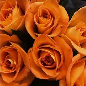 Meet your Posher, Rose